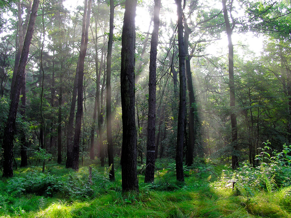KÜHLA-Philosophy - We take care for the Environment & the Climate KÜHLA-Philosophy - We take care for the Environment & the Climate